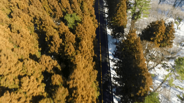 Narrow road cutting through snow-covered forest