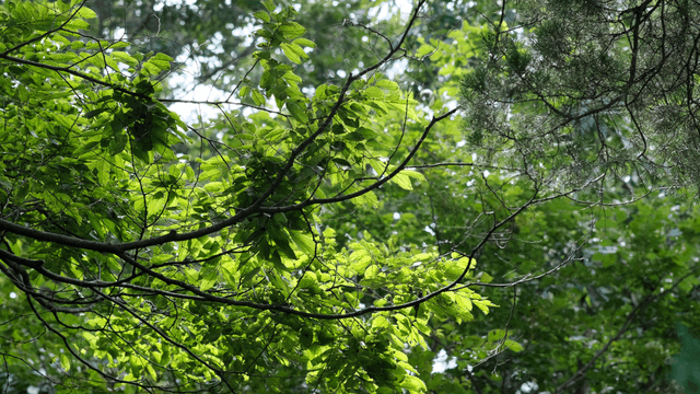 울창한 나무들의 나뭇잎