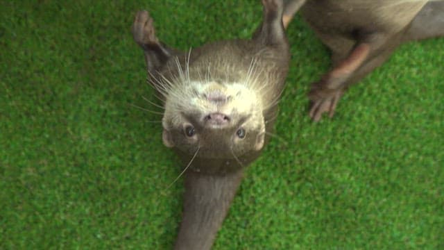 Playful otters interacting on green artificial grass