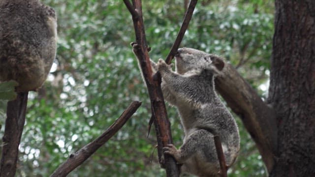 자연 서식지에서 편안하게 쉬는 코알라