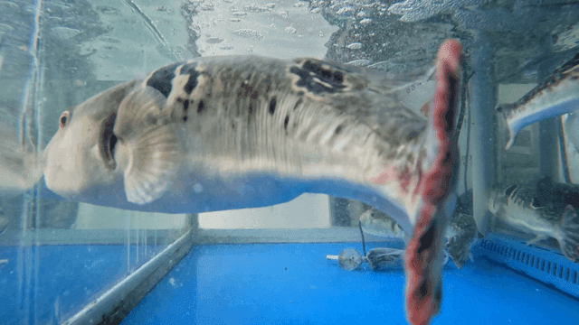 Pufferfish swimming in tank