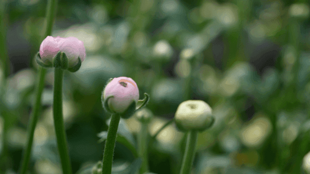 Pink and white flower buds in a garden