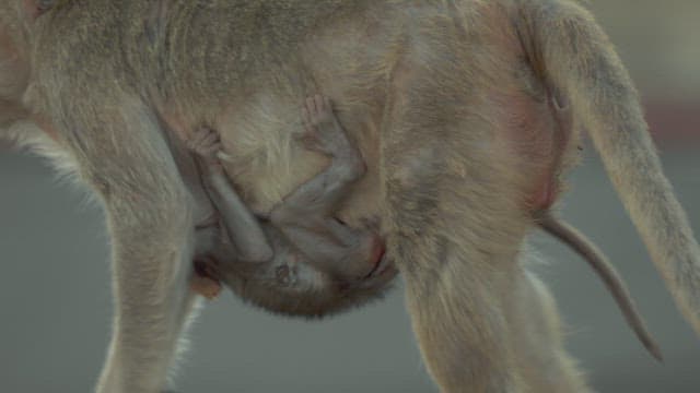 Offspring Monkey Being Held by Its Mother