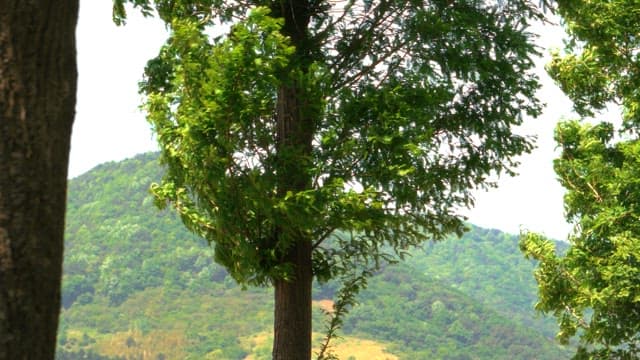 Forest landscape on a sunny day with green trees and hills in the background