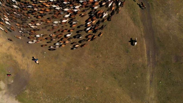 Herding Horses in a Large Pasture