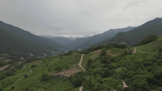 녹차 농장이 있는 푸른 산 언덕