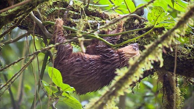 Sloth Clinging to a Branch in the Rainforest