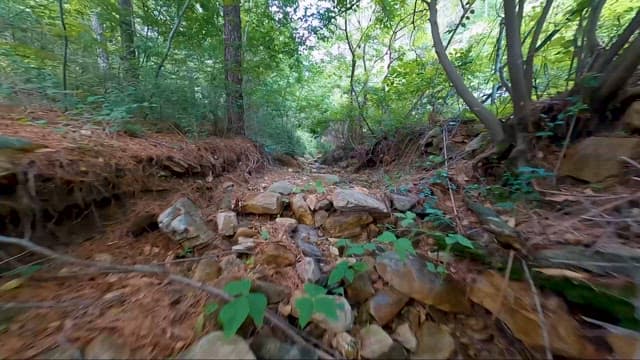 초록풀과 돌멩이로 가득한 한적한 숲길