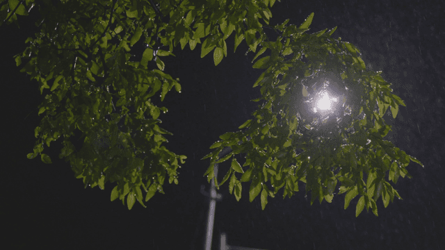 밤에 비에 젖은 나뭇잎