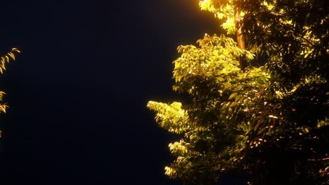 Tree at night illuminated by street lights