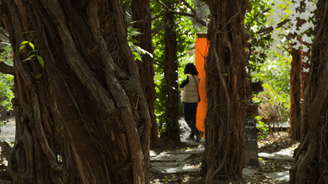 Person standing on forest path