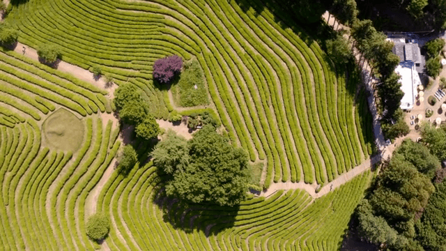 Lush green tea plantation with winding paths