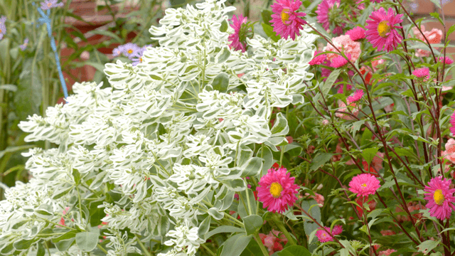 바람에 흔들리는 다채로운 꽃들