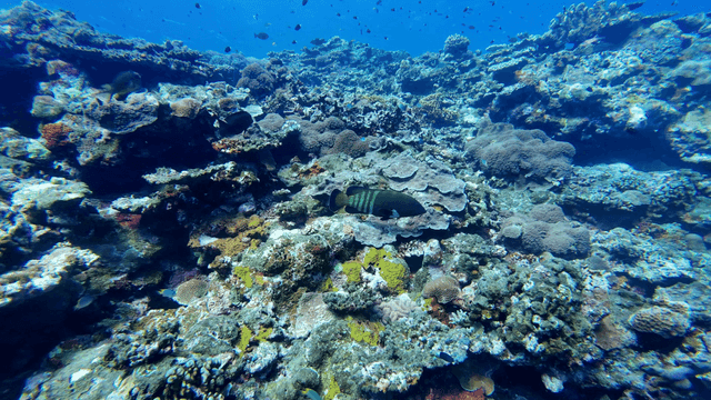 수중 산호와 헤엄치는 물고기들