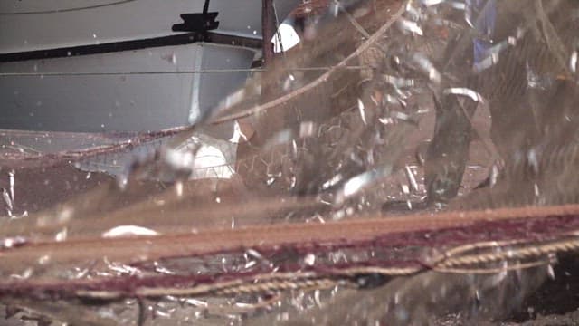 그물에 갓 수확된 싱싱한 생선을 분류하는 어부들