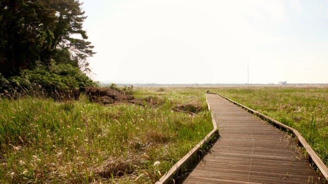 Wooden path through a vast grassy field