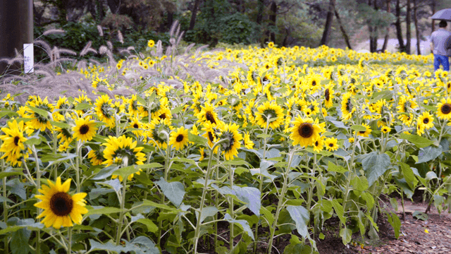 활짝 핀 여름 해바라기 밭 옆을 걷는 방문객들