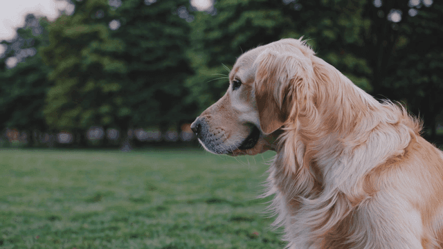 Golden Retrievers resting in park