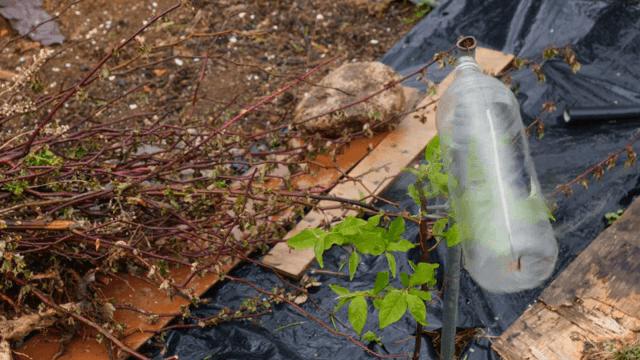 식물 보호용 플라스틱 병