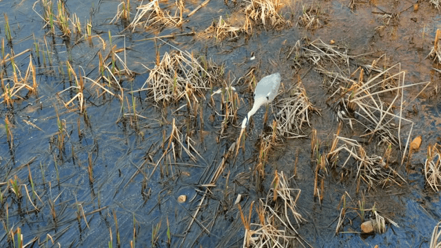 습지에서 먹이를 찾는 왜가리