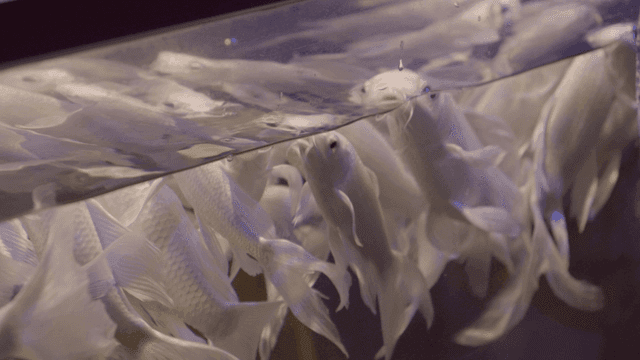 Silver carp sticking its snout out of water in aquarium