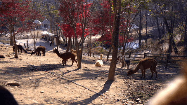 Alpacas grazing in a forested area