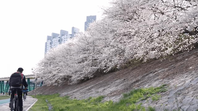 공원 길을 따라 핀 벚꽃