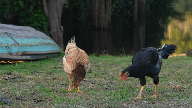 배 옆 풀밭에서 모이를 쪼는 닭들