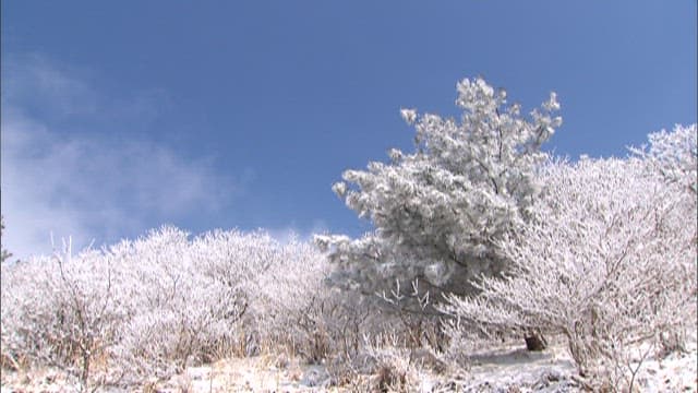 Snow-Covered Trees against a Sky