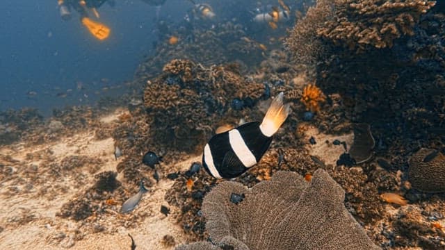 말미잘 주변을 헤엄치는 다양한 종류의 열대어