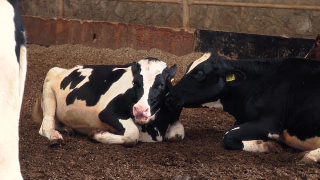 Milk cows resting inside a barn during the daytime