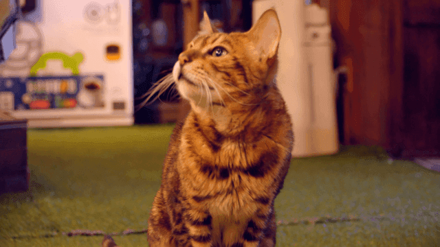 Cat grooming itself indoors