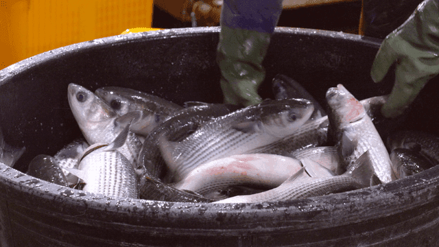 Merchant sorting fresh fish in basin
