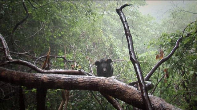 비 오는 날 숲의 곰