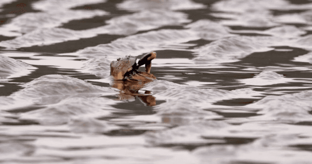 진흙 해안에서 움직이는 게