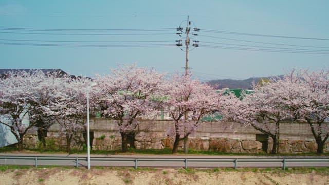 Cherry blossoms lining a quiet street