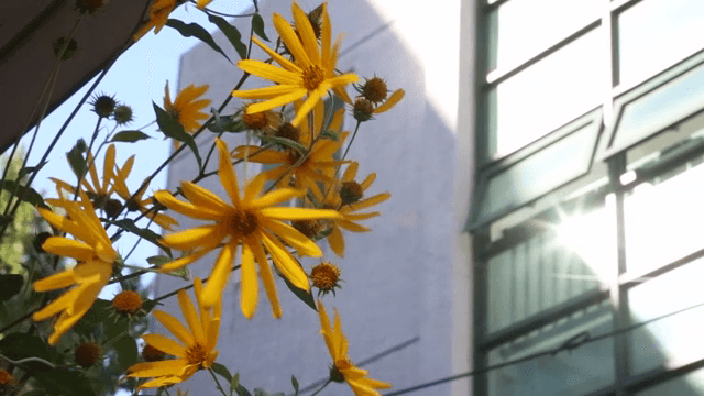 건물 앞에 핀 노란 꽃들