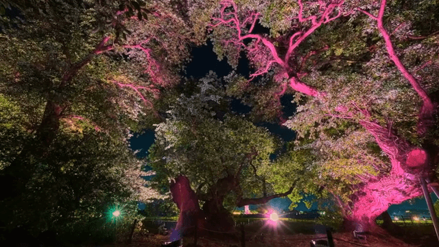 밤에 공원에서 조명이 비치는 나무들