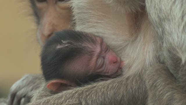 Baby Monkey Sucking Milk While Being Held by its Mother