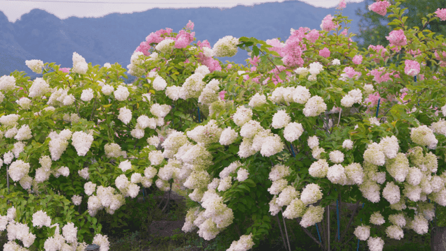 만개한 순백의 수국 덤불