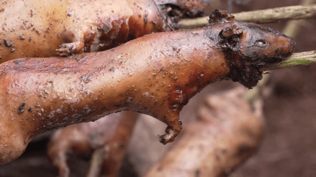 불 위에서 꼬치에 기니피그를 굽는 모습