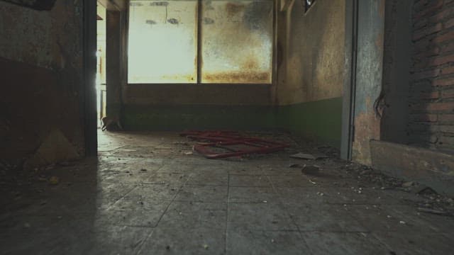 먼지 쌓인 폐허를 돌아다니는 원숭이들