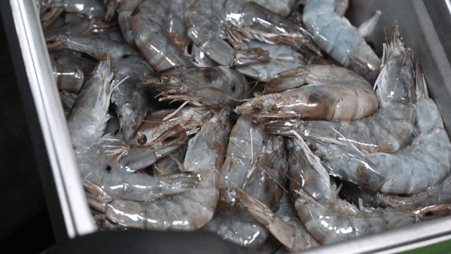 금속 트레이 용기에 가득 담긴 신선한 새우