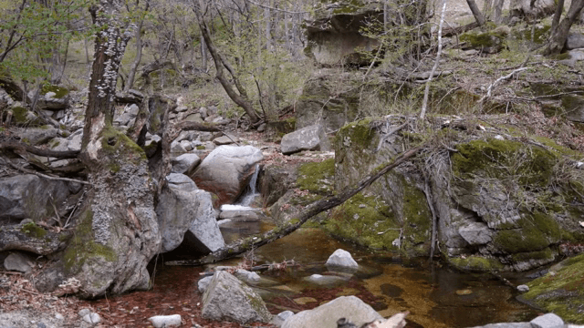 바위가 있는 고요한 숲 속 개울