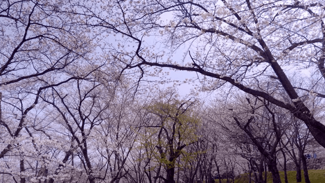 공원에서 만개한 벚꽃