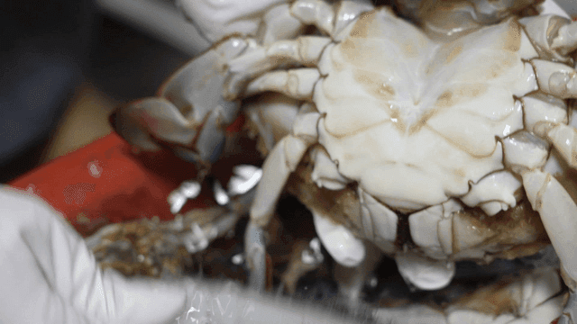 Cleaning a crab with a brush