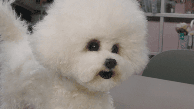 Realistic white Bichon puppy doll