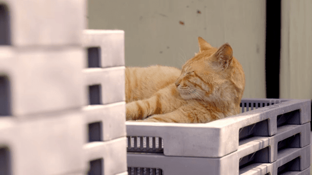 쌓인 상자 위에서 쉬고 있는 고양이