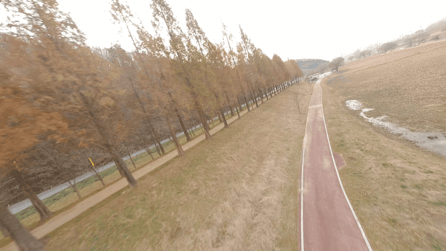 A serene path lined with autumn trees