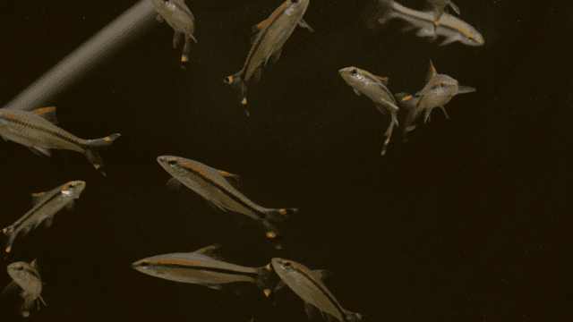 Small fish swimming in fish tank